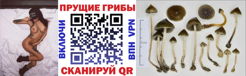 kraken зеркало Демидов Галлюциногенные грибы прущие грибы